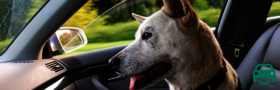 get rid of dog smell 